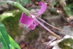 Prenanthes purpurea_Merce Vallicrosa CC BY-NC