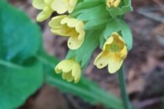 Primula veris_Merce Vallicrosa CC BY-NC