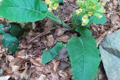 Primula veris_Merce Vallicrosa CC BY-NC