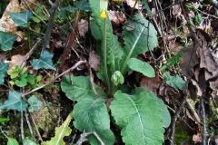 Primula veris_Merce Vallicrosa CC BY-NC