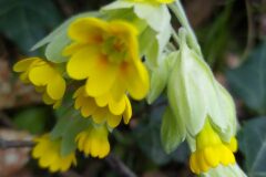 Primula veris_Merce Vallicrosa CC BY-NC