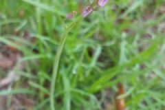 Prospero autumnale_Merce Vallicrosa CC BY-NC