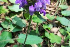 Prunella grandiflora_Alfredo Rivera CC BY-NC