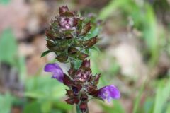 Prunella grandiflora_Chus Rodway