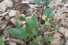 Prunella grandiflora_Katarzyna Zarnowiec CC BY-SA