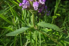 Prunella grandiflora_Katarzyna Zarnowiec CC BY-SA