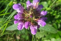 Prunella grandiflora_Katarzyna Zarnowiec CC BY-SA