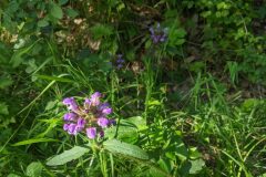 Prunella grandiflora_Katarzyna Zarnowiec CC BY-SA