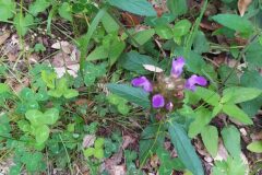 Prunella grandiflora_Merce Vallicrosa CC BY-NC