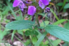 Prunella grandiflora_Merce Vallicrosa CC BY-NC
