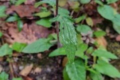 Prunella grandiflora_Merce Vallicrosa CC BY-NC