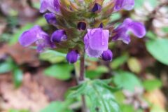 Prunella grandiflora_Merce Vallicrosa CC BY-NC