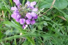 Prunella grandiflora_Montserrat Garcia