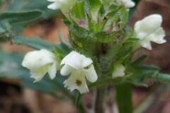 Prunella laciniata_Merce Vallicrosa CC BY-NC