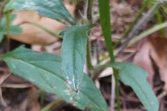 Prunella laciniata_Merce Vallicrosa CC BY-NC