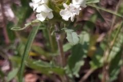 Prunella laciniata_Merce Vallicrosa CC BY-NC