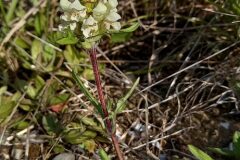 Prunella laciniata_Neus Julia CC BY-SA