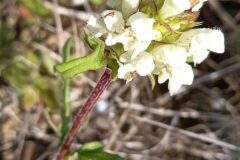 Prunella laciniata_Neus Julia CC BY-SA