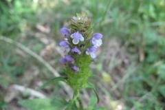 Prunella vulgaris_Jordi Puyuelo