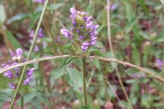 Prunella vulgaris_Neus Julia CC BY-SA
