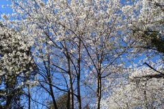 Prunus avium_Jaume Marti CC BY-NC