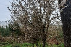 Prunus cerasifera_Niko Hernandez CC BY