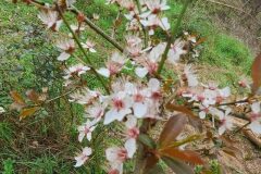 Prunus cerasifera_Niko Hernandez CC BY