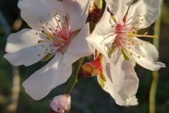 Prunus dulcis_Neus Julia CC BY-SA