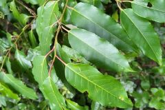 Prunus lusitanica lusitanica_Felix Mascort CC BY-NC