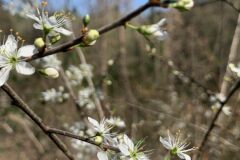Prunus spinosa_Andres Tello