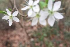 Prunus spinosa_Angels Delgado