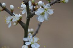 Prunus spinosa_Gabriel Huguet