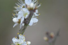 Prunus spinosa_Gabriel Huguet