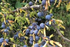 Prunus spinosa_Gloria Ribes CC BY-NC