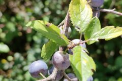 Prunus spinosa_Isabel Gallen CC BY-NC