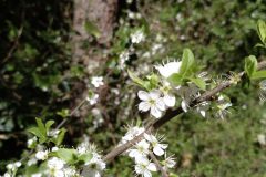 Prunus spinosa_Jaume Marti CC BY-NC