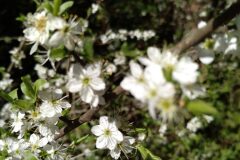 Prunus spinosa_Jaume Marti CC BY-NC