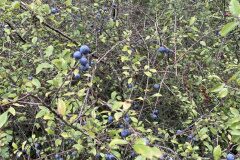 Prunus spinosa_Jordi Rovira