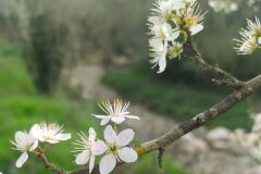 Prunus spinosa_Marta Gimenez