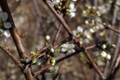 Prunus spinosa_Merce Vallicrosa CC BY-NC