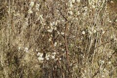 Prunus spinosa_Merce Vallicrosa CC BY-NC