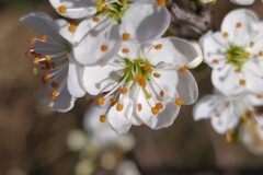 Prunus spinosa_Merce Vallicrosa CC BY-NC