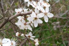 Prunus spinosa_Neus Julia 