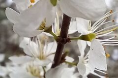 Prunus spinosa_Neus Julia 