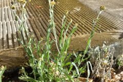 Pseudognaphalium luteoalbum_Pere Barnola CC BY-SA