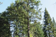 Pseudotsuga menziesii_Joaquim Reberte