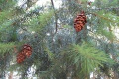Pseudotsuga menziesii_Jordi Puyuelo
