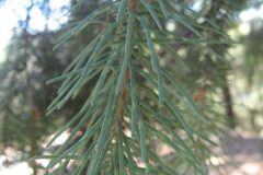 Pseudotsuga menziesii_Jordi Puyuelo