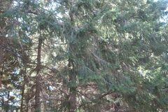 Pseudotsuga menziesii_Jordi Puyuelo