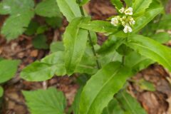 Pseudoturritis turrita_Merce Vallicrosa CC BY-NC